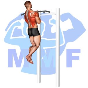 Graphic image of Close Grip Chin Up.