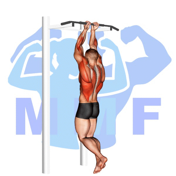 Graphic image of a muscular man performing Close Grip Chin Up.
