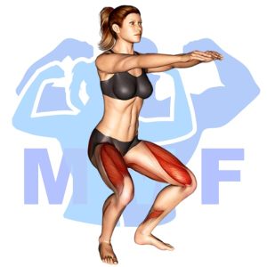 Graphic image of Half Squat.
