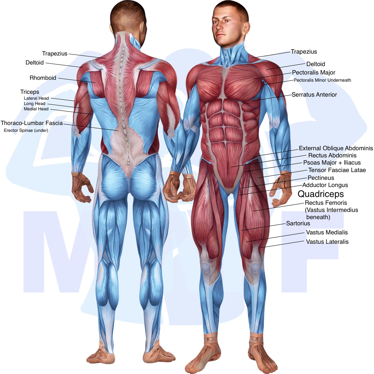 Image of the skeletal muscular system with the muscles used in the hanging pike exercise highlighted in red and the rest in blue.