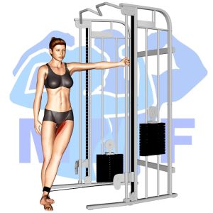 Graphic image of Hip Adduction.