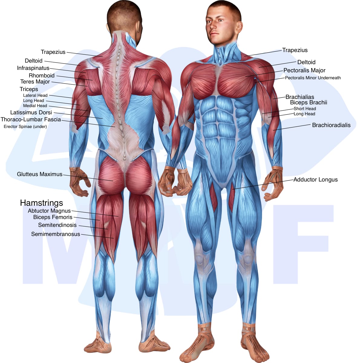 Image of the skeletal muscular system with the muscles used in the inverted rows exercise highlighted in red and the rest in blue.