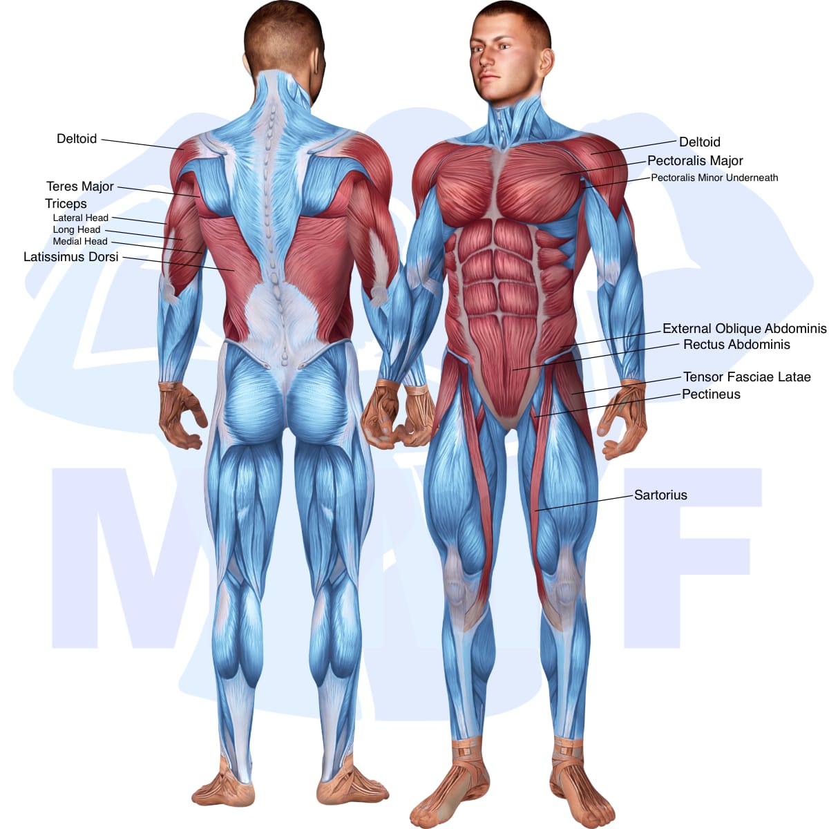 Image of the skeletal muscular system with the muscles used in the knee hug crunch exercise highlighted in red and the rest in blue.