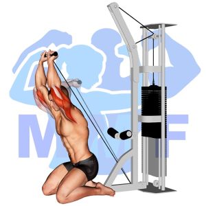 Graphic image of Kneeling Cable Triceps Extension.
