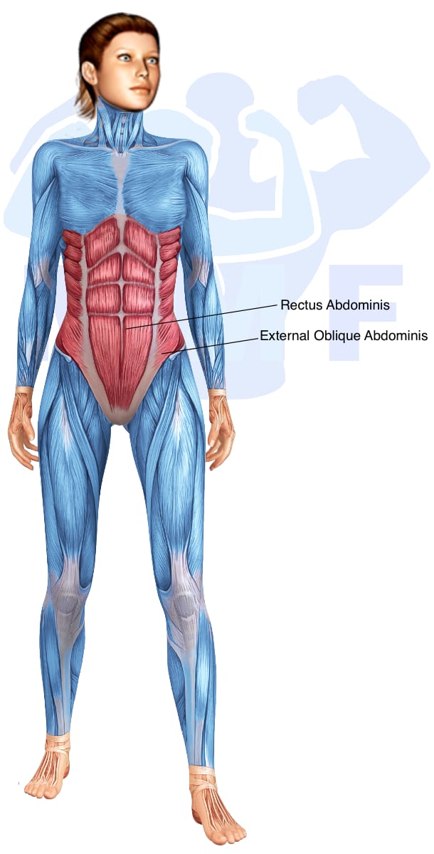 Image of the skeletal muscular system with the muscles used in the knees up crunch exercise highlighted in red and the rest in blue.
