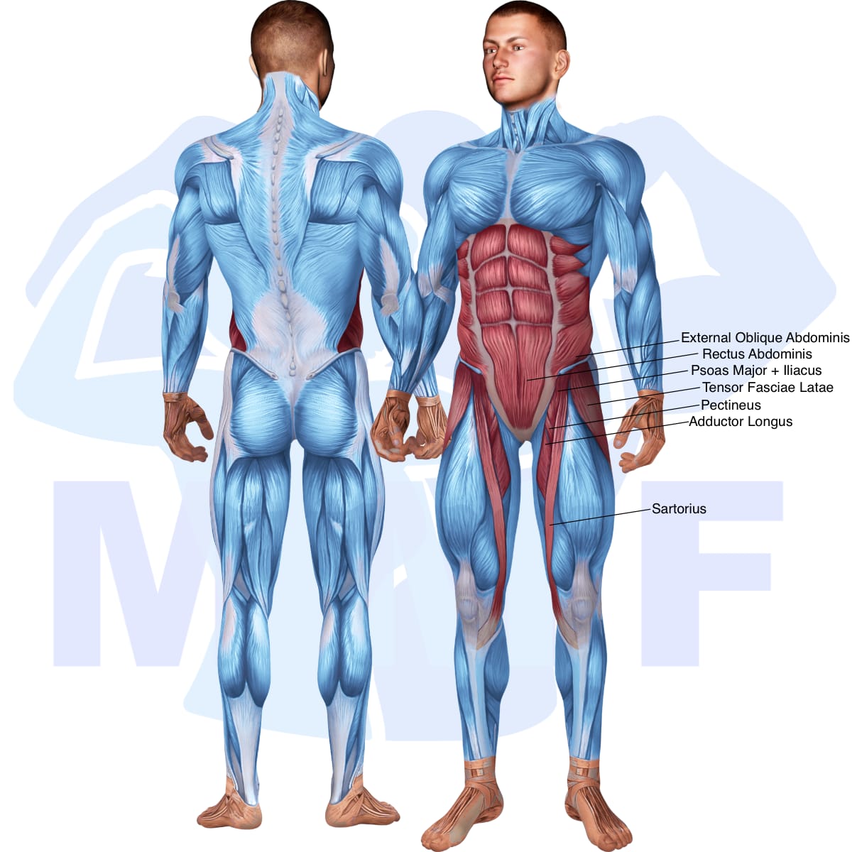 Image of the skeletal muscular system with the muscles used in the leg lift exercise highlighted in red and the rest in blue.