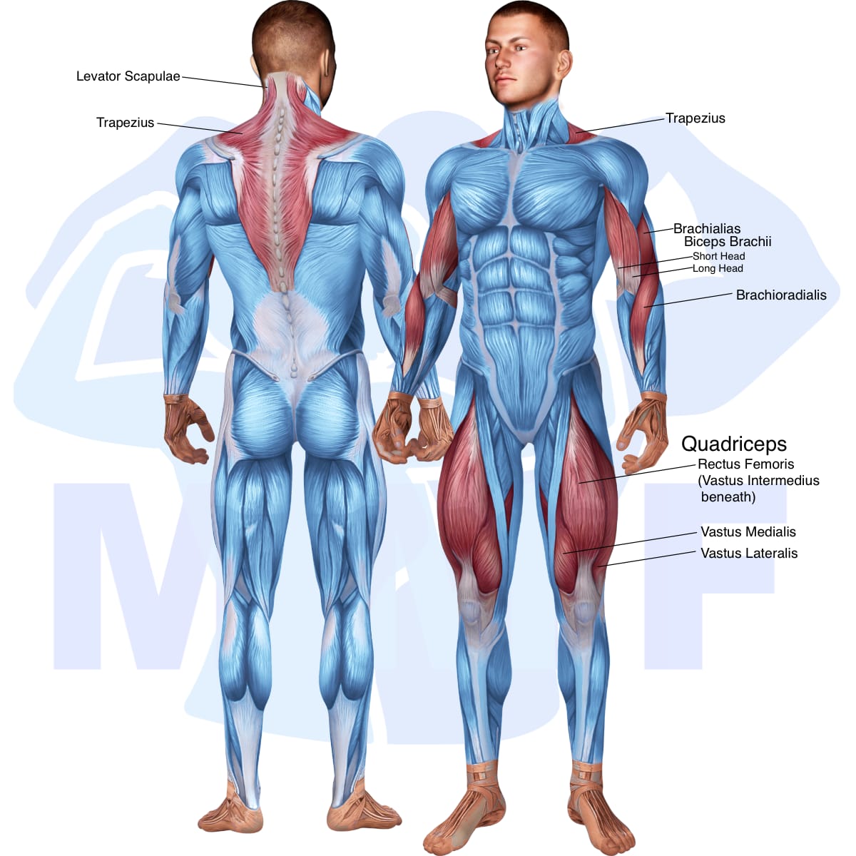 Image of the skeletal muscular system with the muscles used in the lever alternate leg extension exercise highlighted in red and the rest in blue.
