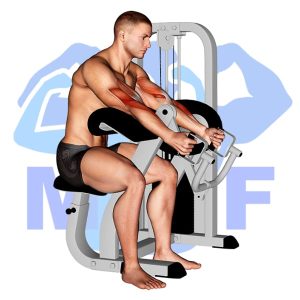 Graphic image of Lever Hammer Grip Preacher Curl (Machine).
