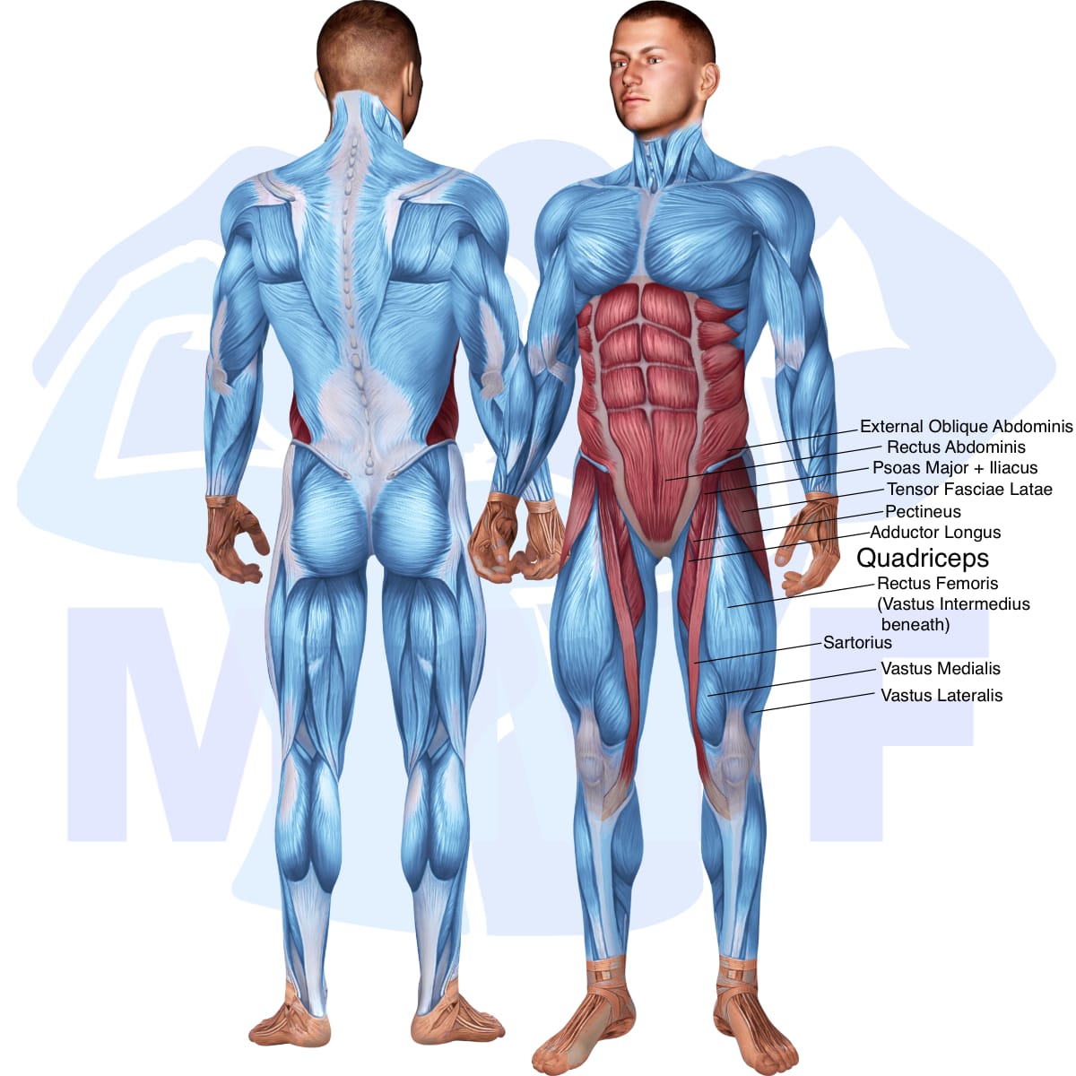 Image of the skeletal muscular system with the muscles used in the lever lying leg raise bent knee exercise highlighted in red and the rest in blue.
