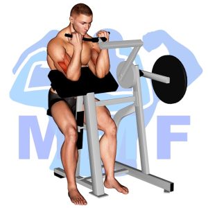 Graphic image of Lever Preacher Curl (Machine).