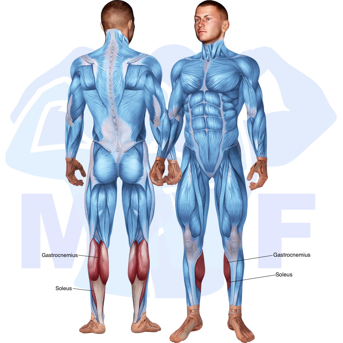 Image of the skeletal muscular system with the muscles used in the lever seated calf raise exercise highlighted in red and the rest in blue.