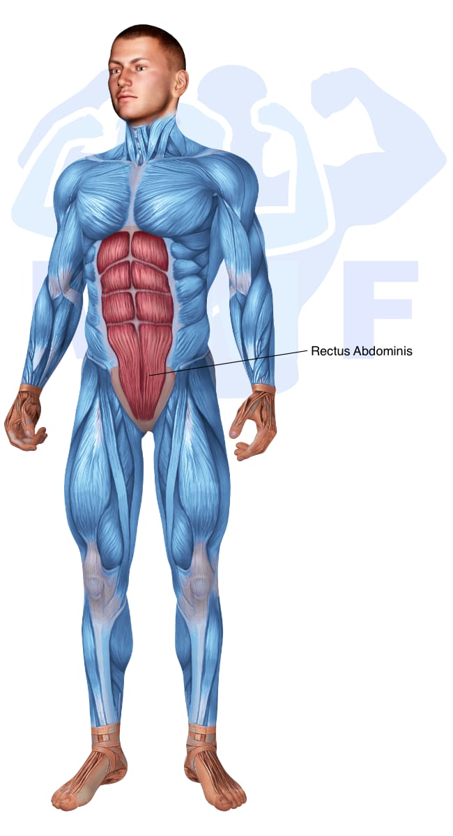 Image of the skeletal muscular system with the muscles used in the lever seated crunch exercise highlighted in red and the rest in blue.
