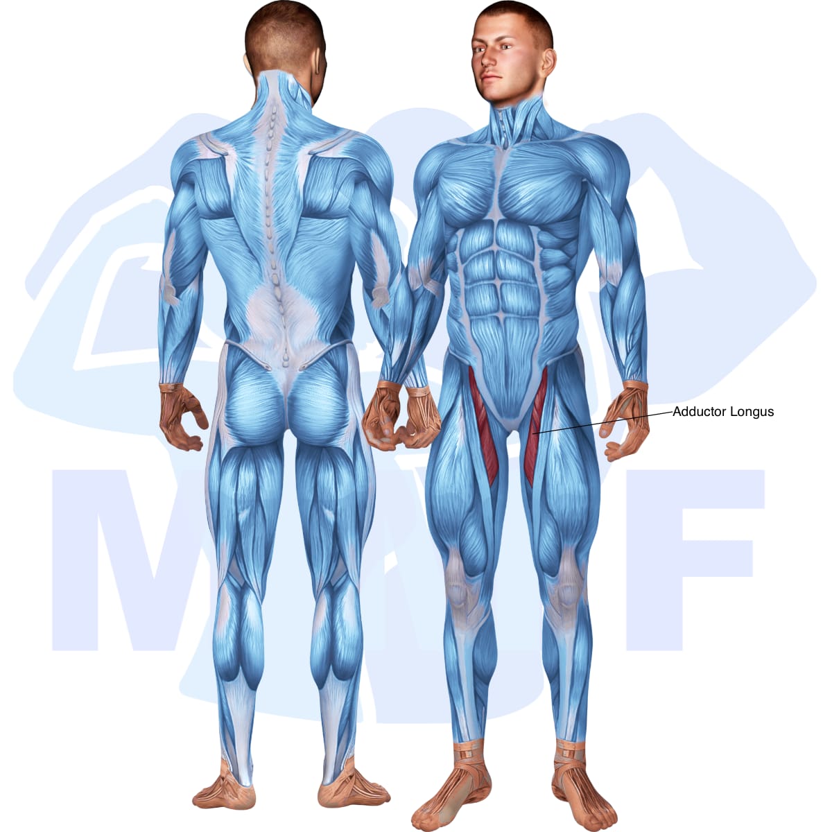 Image of the skeletal muscular system with the muscles used in the lever seated hip adduction exercise highlighted in red and the rest in blue.