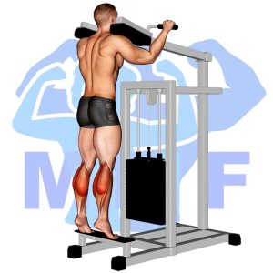Graphic image of Lever Standing Calf Raise (Machine).