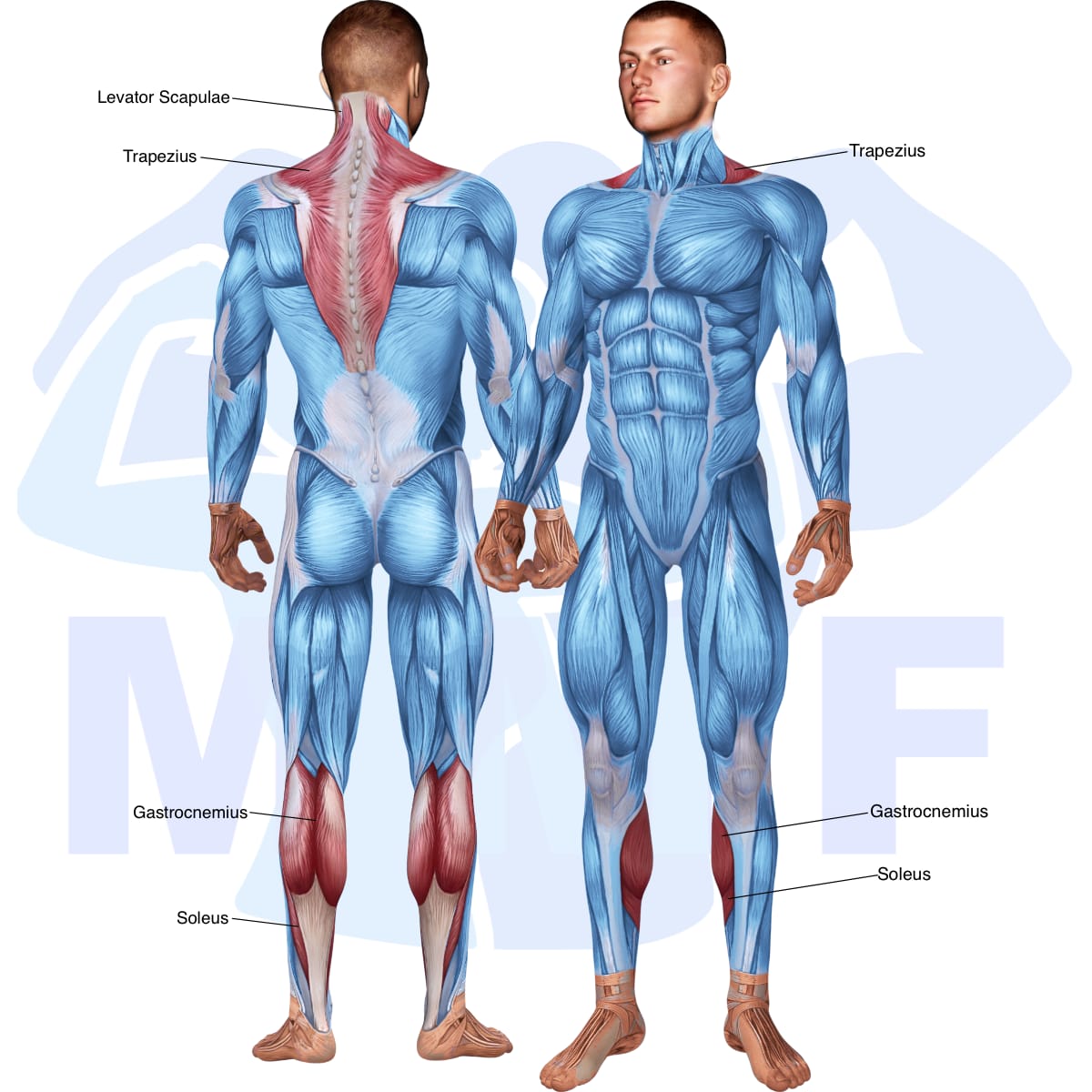 Image of the skeletal muscular system with the muscles used in the lever standing calf raise exercise highlighted in red and the rest in blue.