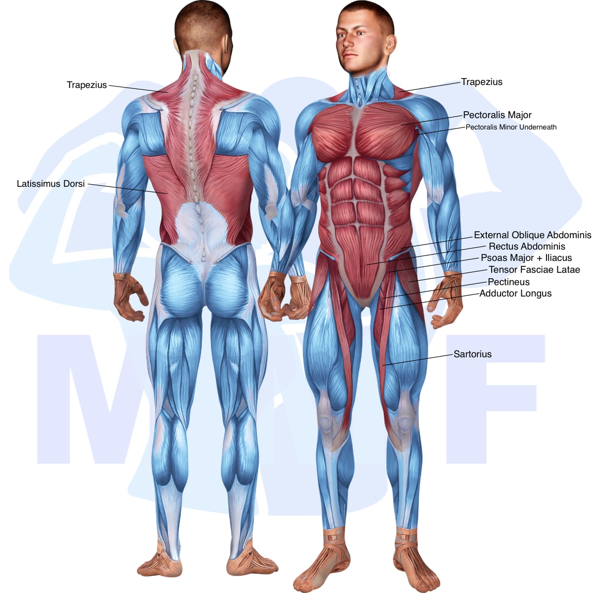 Image of the skeletal muscular system with the muscles used in the lying knee raise exercise highlighted in red and the rest in blue.