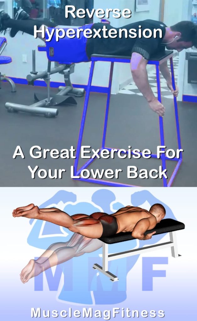 Pin image for reverse hyperextension post. With an image of a man performing the exercise on Top and a graphic of the exercise on the Bottom.