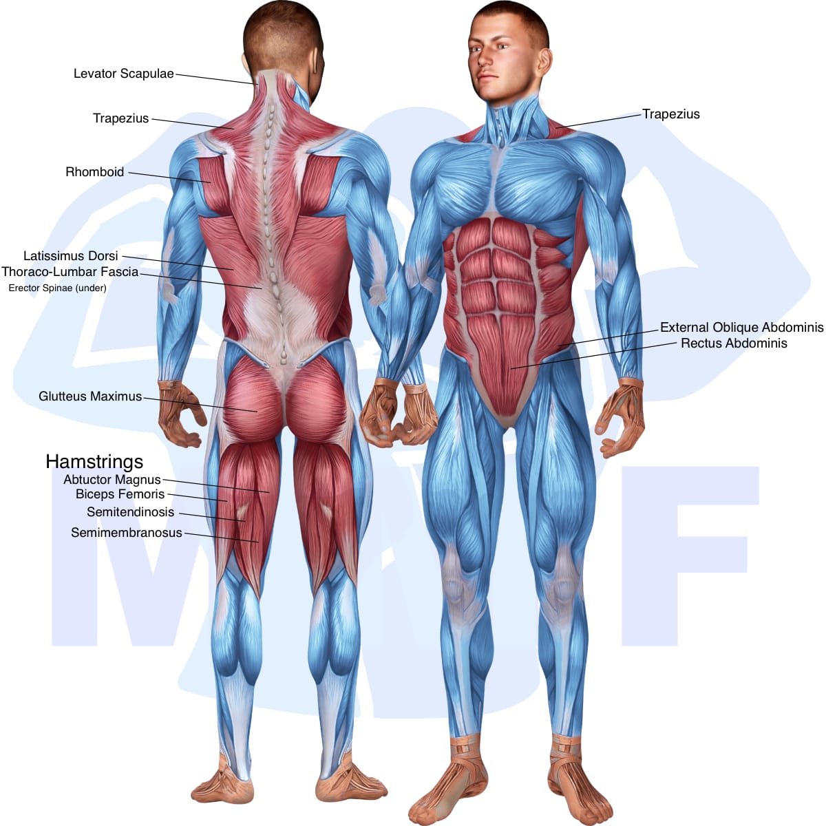 Image of the skeletal muscular system with the muscles used in the reverse hyperextension exercise highlighted in red and the rest in blue.
