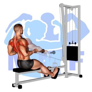Graphic image of Seated Cable Row.