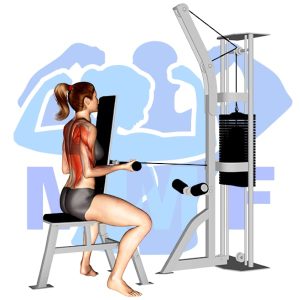 Graphic image of Seated Underhand Cable Row.