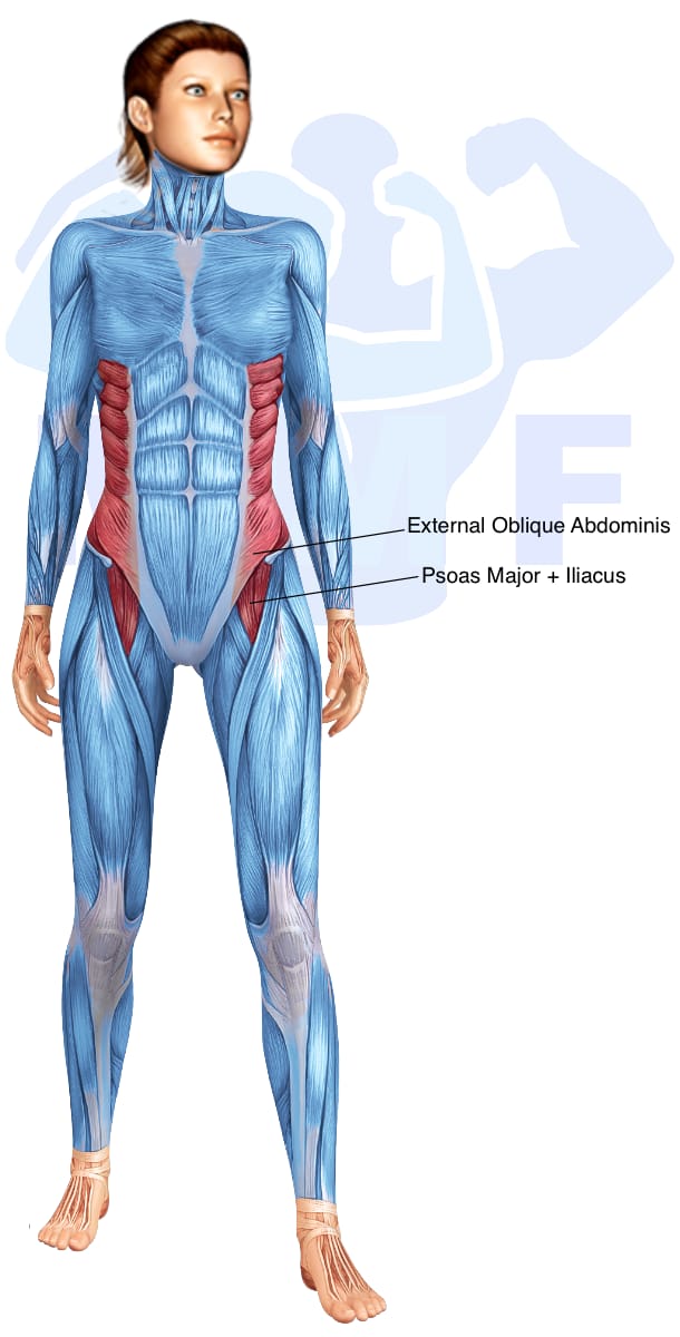 Image of the skeletal muscular system with the muscles used in the side bridge twist exercise highlighted in red and the rest in blue.