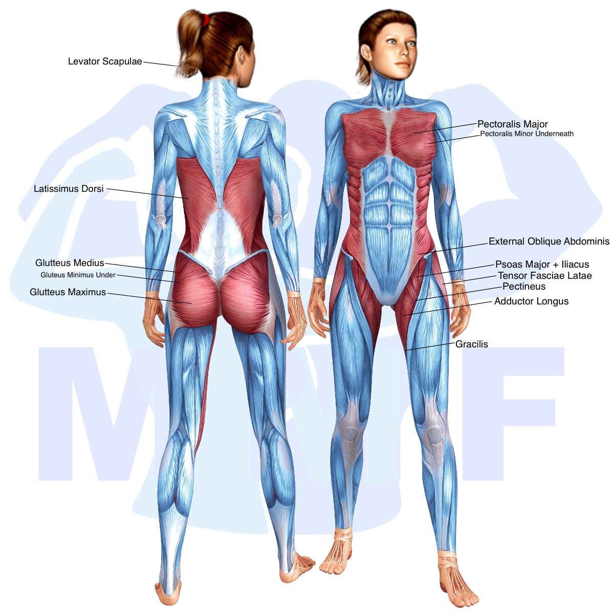 Image of the skeletal muscular system with the muscles used in the side plank star abductor exercise highlighted in red and the rest in blue.