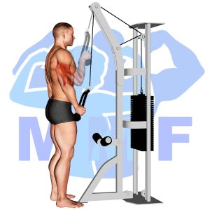 Graphic image of Single Arm Tricep Rope Pushdown.