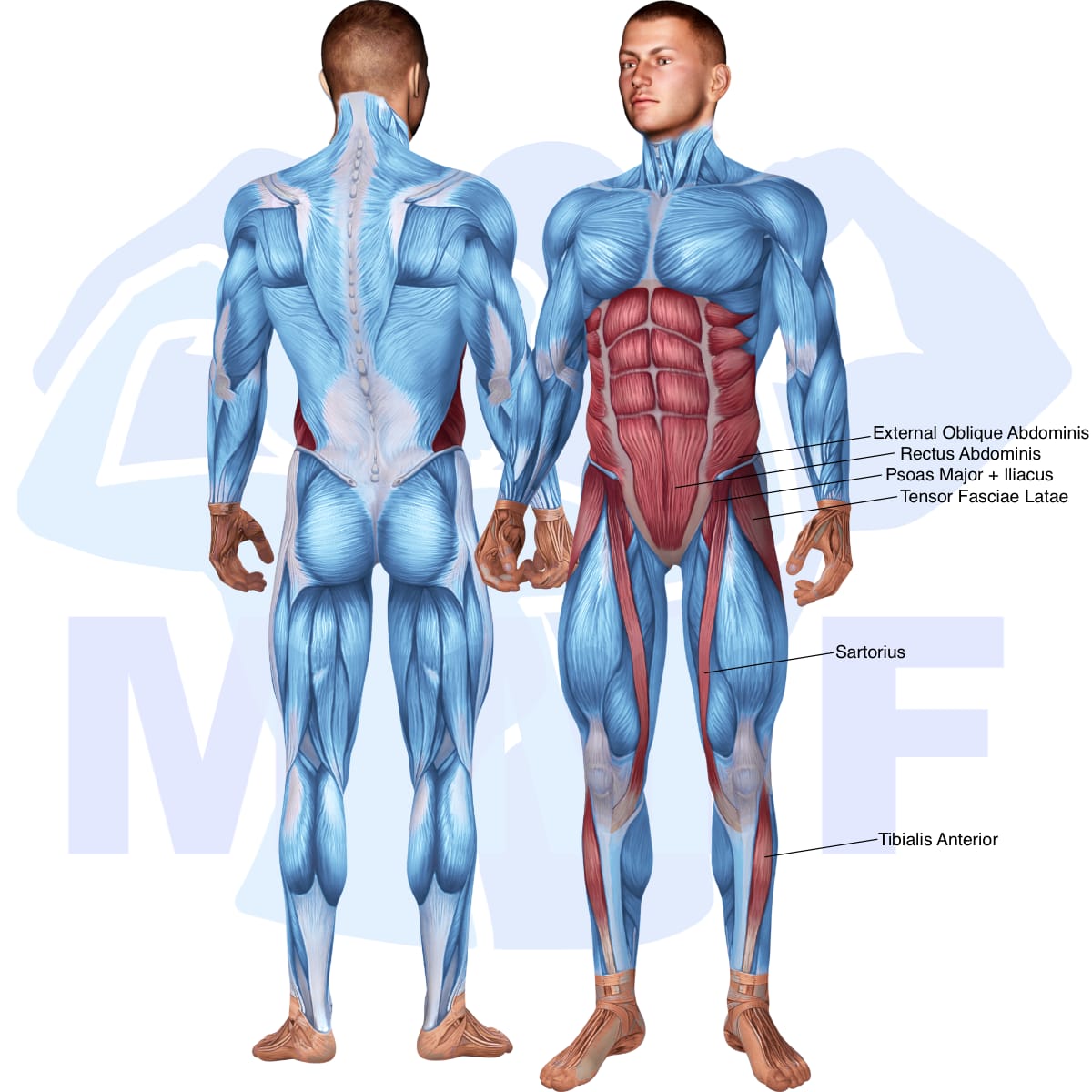 Image of the skeletal muscular system with the muscles used in the sit up exercise highlighted in red and the rest in blue.