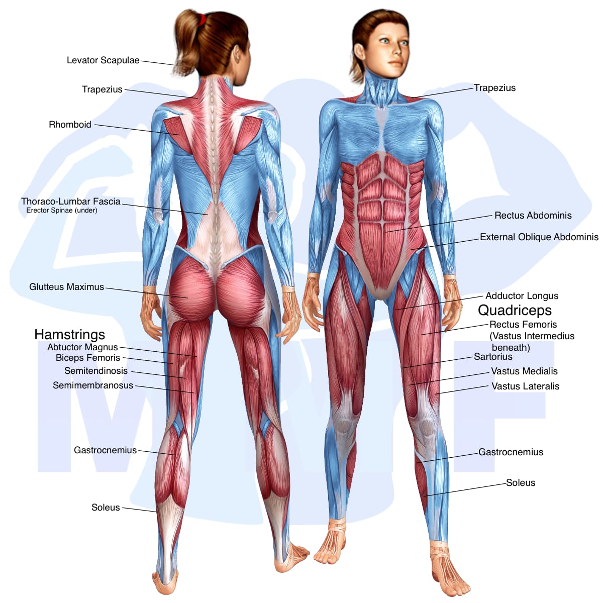 Image of the skeletal muscular system with the muscles used in the smith single leg deadlift exercise highlighted in red and the rest in blue.