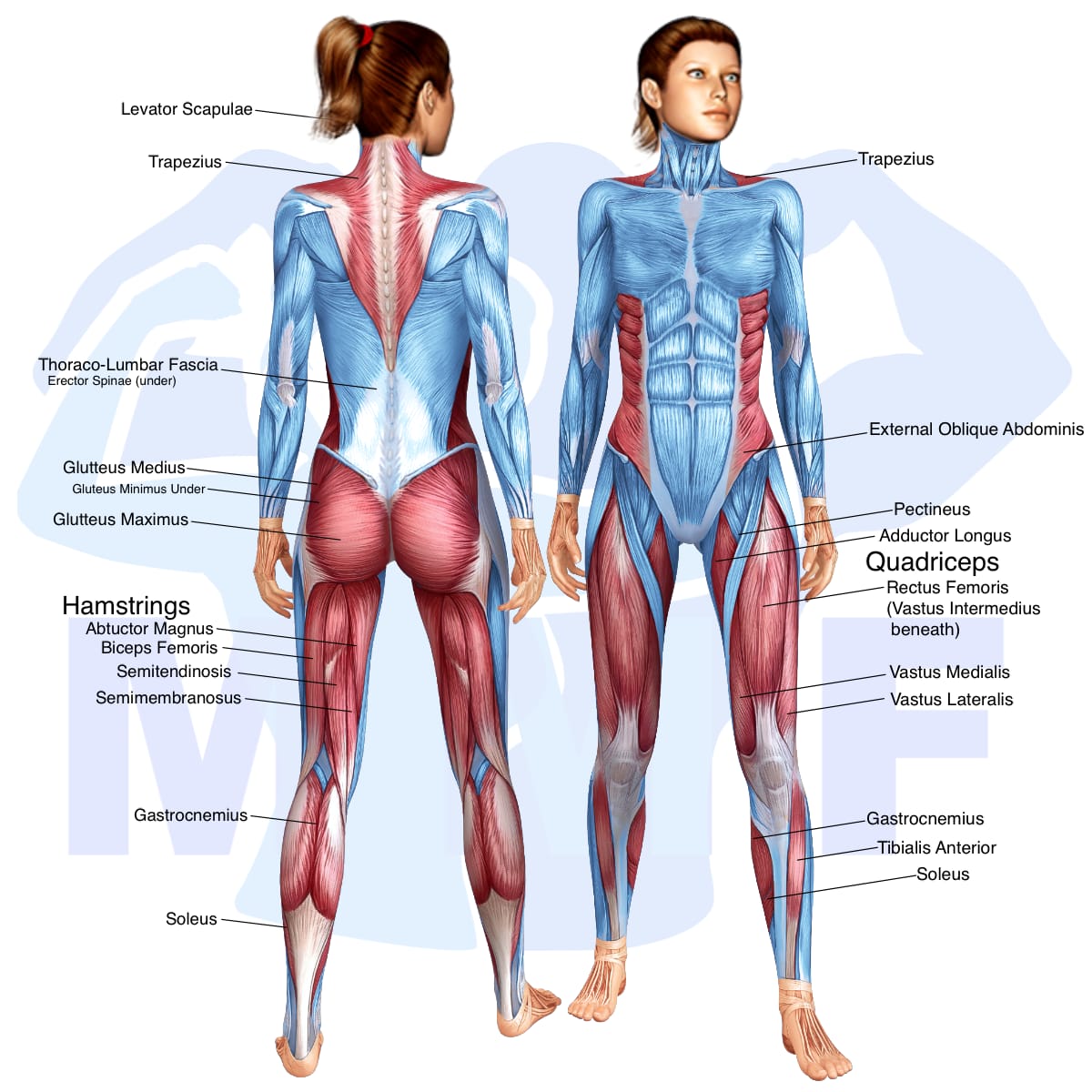 Image of the skeletal muscular system with the muscles used in the stationary lunges exercise highlighted in red and the rest in blue.