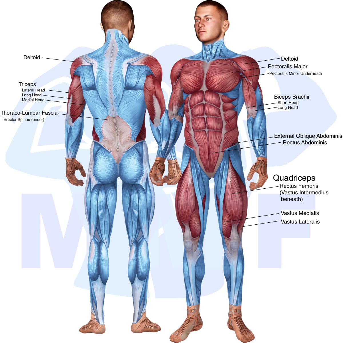 Image of the skeletal muscular system with the muscles used in the superman push up exercise highlighted in red and the rest in blue.