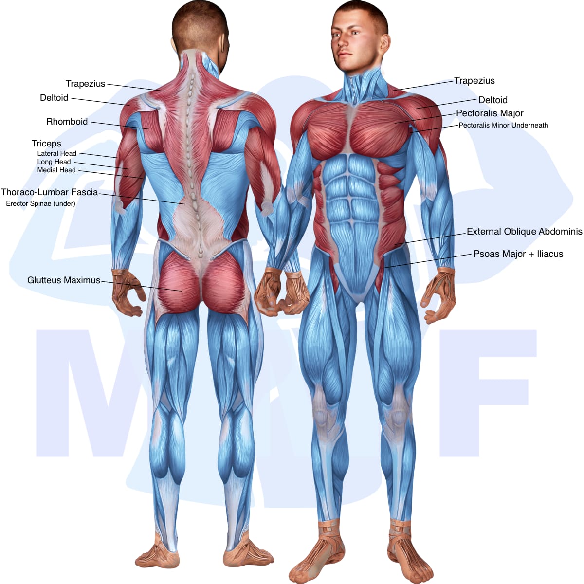 Image of the skeletal muscular system with the muscles used in the weighted russian twist exercise highlighted in red and the rest in blue.
