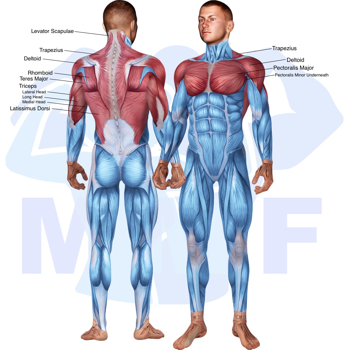 Image of the skeletal muscular system with the muscles used in the wide grip chest dip exercise highlighted in red and the rest in blue.