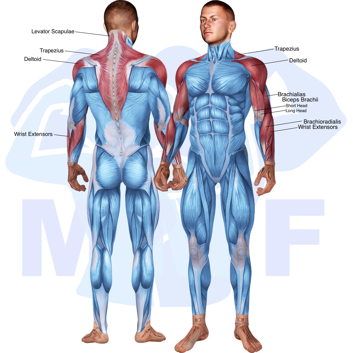 Image of the skeletal muscular system with the muscles used in the wrist roller exercise highlighted in red and the rest in blue.