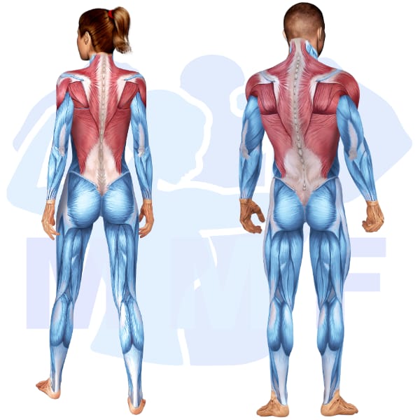 Image of the skeletal muscular system with the muscles used for Back Exercises highlighted in red and the rest in blue.