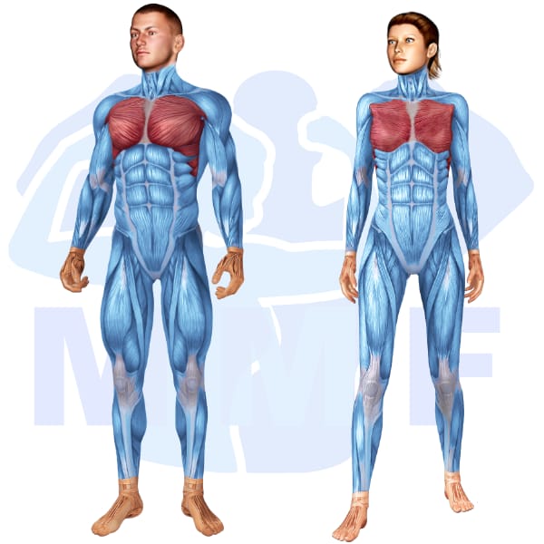 Image of the skeletal muscular system with the muscles used for Chest Exercises highlighted in red and the rest in blue.
