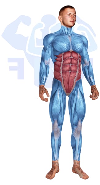 Image of the skeletal muscular system with the muscles used for Abs Exercises for Men highlighted in red and the rest in blue.