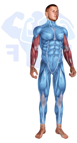 Image of the skeletal muscular system with the muscles used for Arms Exercises for Men highlighted in red and the rest in blue.