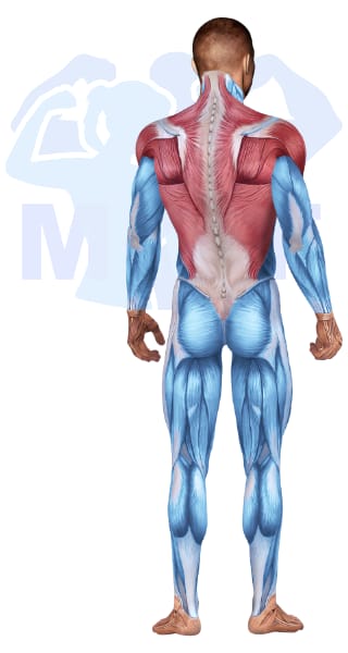 Image of the skeletal muscular system with the muscles used for Back Exercises for Men highlighted in red and the rest in blue.
