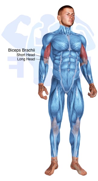 Image of the skeletal muscular system with the muscles used for Biceps Brachii Exercises for Men highlighted in red and the rest in blue.