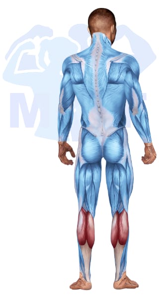 Image of the skeletal muscular system with the muscles used for Calves Exercises for Men highlighted in red and the rest in blue.