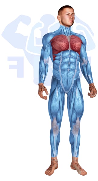 Image of the skeletal muscular system with the muscles used for Chest Exercises for Men highlighted in red and the rest in blue.