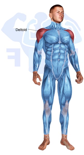 Image of the skeletal muscular system with the muscles used for Deltoid Anterior Exercises for Men highlighted in red and the rest in blue.