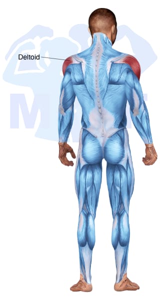 Image of the skeletal muscular system with the muscles used for Deltoid   Posterior Exercises for Men highlighted in red and the rest in blue.