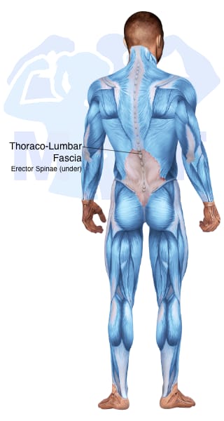 Image of the skeletal muscular system with the muscles used for Erector Spinae Exercises for Men highlighted in red and the rest in blue.