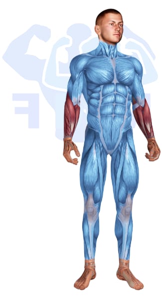 Image of the skeletal muscular system with the muscles used for Forearms Exercises for Men highlighted in red and the rest in blue.