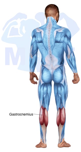 Image of the skeletal muscular system with the muscles used for Gastrocnemius Exercises for Men highlighted in red and the rest in blue.