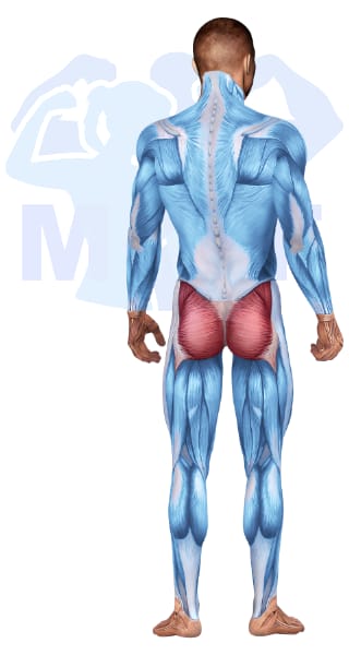 Image of the skeletal muscular system with the muscles used for Glutes Exercises for Men highlighted in red and the rest in blue.