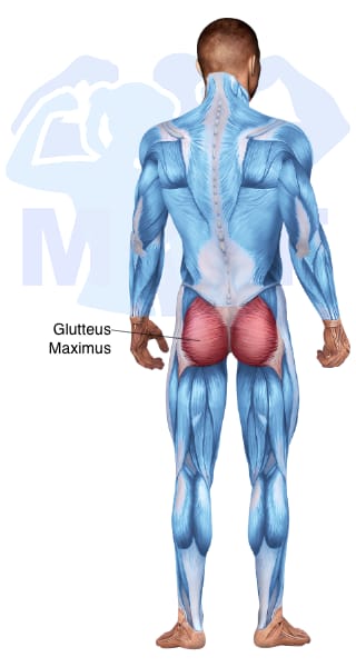 Image of the skeletal muscular system with the muscles used for Gluteus Maximus Exercises for Men highlighted in red and the rest in blue.