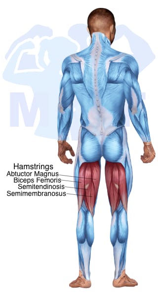 Image of the skeletal muscular system with the muscles used for Hamstrings Exercises for Men highlighted in red and the rest in blue.